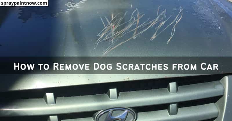 How-to-Remove-Dog-Scratches-from-Car